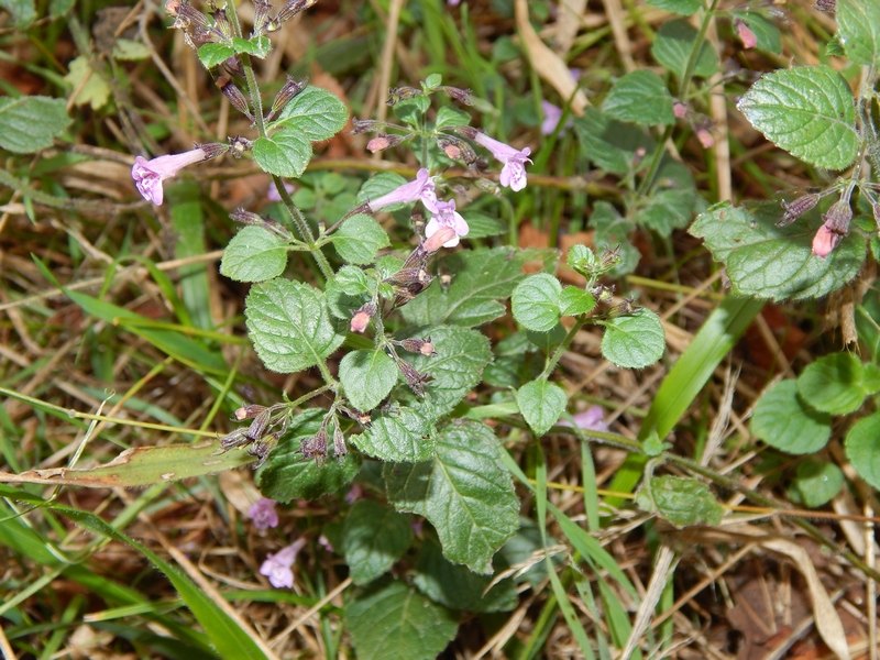 Clinopodium nepeta / Mentuccia comune, Nepitella